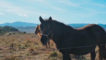 A beautiful black horse standing in a dry grassy field with a brown horse visible in the background.