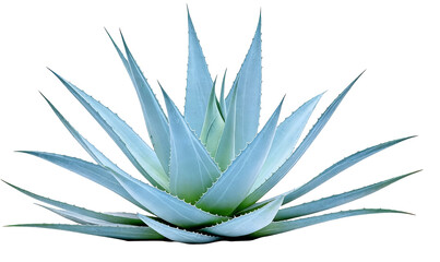A closeup of an agave plant with spiky, blue-green leaves, isolated. A succulent plant with serrated edges, native to arid regions, showcasing botanical details and texture.