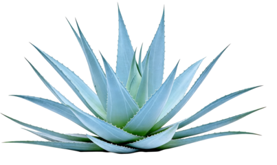 A closeup of an agave plant with spiky, blue-green leaves, isolated. A succulent plant with serrated edges, native to arid regions, showcasing botanical details and texture.