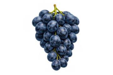 Fresh blue concord grapes bunch on transparent background representing healthy organic fruit and natural snack