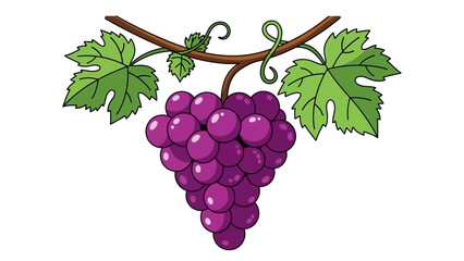 Obraz premium A vibrant illustration of a purple grape bunch hanging from a vine with lush green leaves viewed from the front