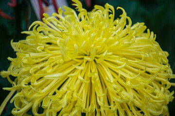 A close-up of blooming chrysanthemums at the chrysanthemum exhibition in Kaifeng, Henan Province, China.

