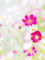 秋を彩るコスモスの花畑。小雨の中、静かに佇んでいる鮮やかなピンクのコスモス、白いコスモス、ピンクの縁取りのコスモス。自然風景。縦構図。コピースペース。