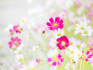 秋を彩るコスモスの花畑。小雨の中、静かに佇んでいる鮮やかなピンクのコスモス、白いコスモス、ピンクの縁取りのコスモス。自然風景。コピースペース