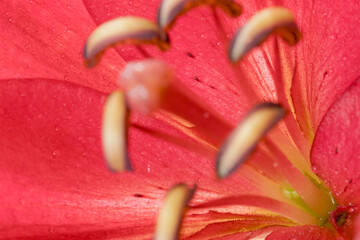 百合の赤い花びらをマクロ室内撮影04