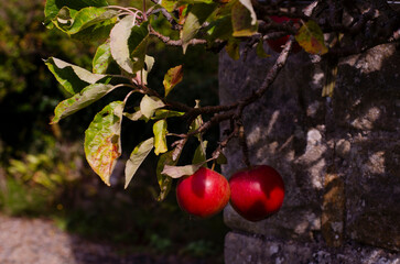 Two red apples on an apple tree branch on a sunny day near the outer wall of a stone house. The photo is perfect for postcards, puzzles, prints and designs.