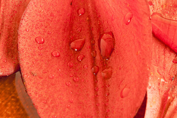 水に濡れた百合の赤い花びらをマクロ室内撮影11