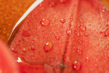 水に濡れた百合の赤い花びらをマクロ室内撮影19