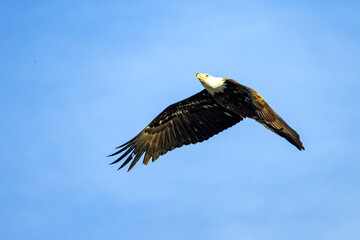 Obraz premium bald eagle in flight