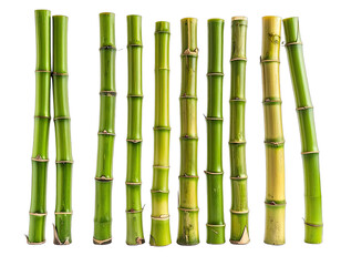 Fototapeta premium Several vertical, cut bamboo stalks in varying shades of green and yellow, isolated on black