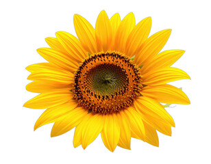 Naklejka premium Close-up of a vibrant sunflower, with bright yellow petals, against a black background