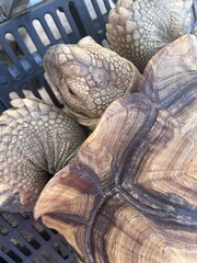 dried fish on the market