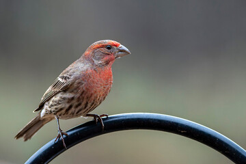 Purple Finch Perched