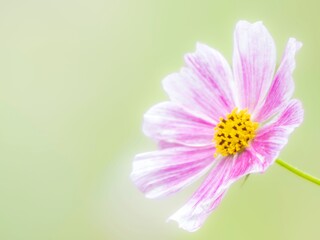 秋を彩るコスモスの花畑。小雨の中、静かに佇んでいる優しい色合いののコスモス。ソフトフォーカス。ふんわりと幻想的なイメージ。自然風景。ボケ。心象風景。クローズアップ