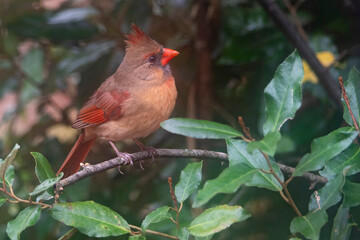 Female  Northern Cardinal