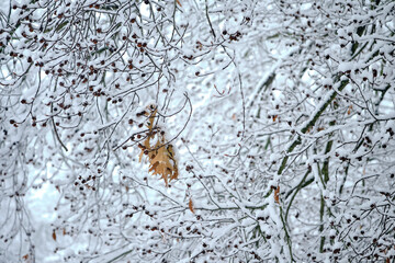 Brown and dead leaves hanging on a snow covered tree after an early season snowstorm