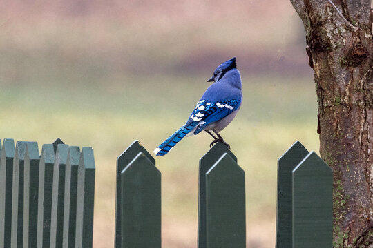 blue bird on a fence