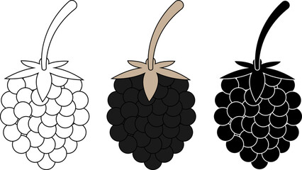 Blackberry fruit icon set with outline, colored, and silhouette vector styles