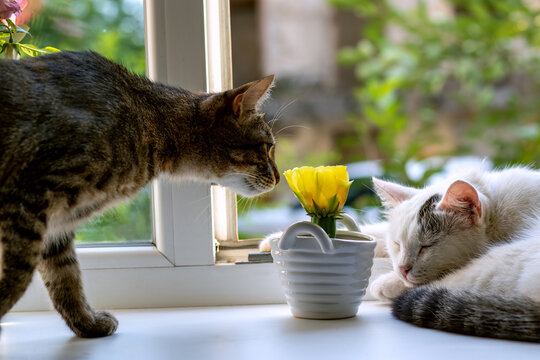 Two cats on windowsill, one tabby sniffing yellow cactus flower, other white cat sleeping. Pet life and domestic animal concept.