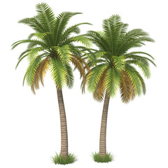 Fototapeta premium Tropical Palms on White Background