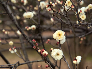 1月に美しく咲いた白い梅
