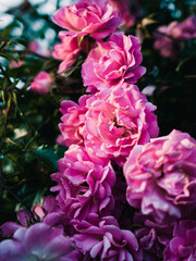 Obraz premium Pink roses