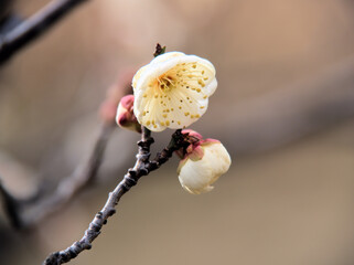 1月に美しく咲いた白い梅