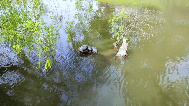 枯木で日向ぼっこする亀と風に揺れる柳