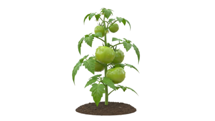 Developing tomato vine with green unripe fruit in garden soil, transparency PNG 