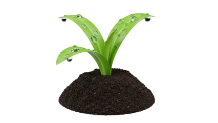 Sprouting young plant with three green leaves and water drops, isolated on transparency PNG