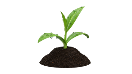 New growth plant sprout with dew drops in dark soil, isolated on transparency PNG