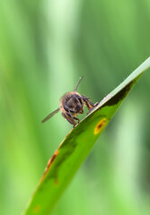 Naklejka premium Photo of a honey bee perched on a leaf. Honey bees belong to the genus Apis. There are several known species of honey bees, such as Apis mellifera and Apis cerana