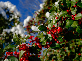 Snow covered red berries on a holly bush the morning after a winters snowstorm