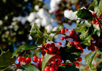 Snow covered red berries on a holly bush the morning after a winters snowstorm
