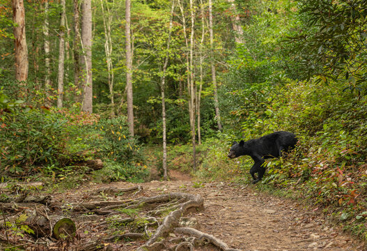 Black Bear Slowly Creeps Onto The Open Trail To Abrams Falls