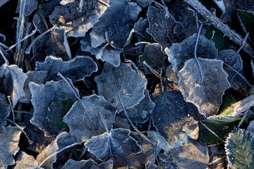 Blackened Leaves Covered in Frost