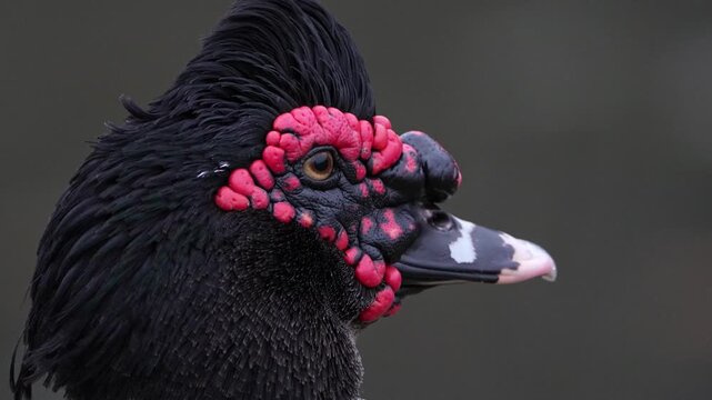 portrait of a Muscovy Duck 