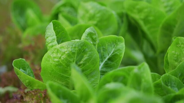 Vegetables in a hydroponics greenhouse. Planting plants using a nutrient solution in water instead of planting with soil.