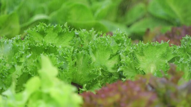 Vegetables in a hydroponics greenhouse. Planting plants using a nutrient solution in water instead of planting with soil.