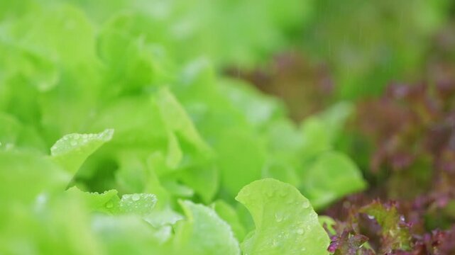 Vegetables in a hydroponics greenhouse. Planting plants using a nutrient solution in water instead of planting with soil.