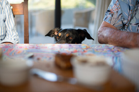 black and tan huntaway dog begging for food at the table