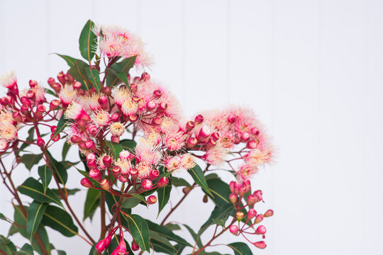 gum nut flowers in bloom