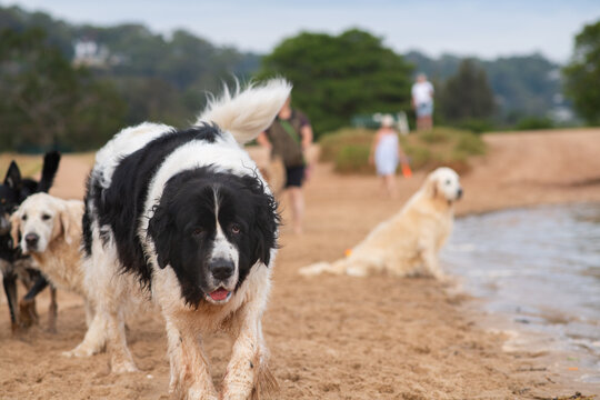 huge newfoundland dog on the beach