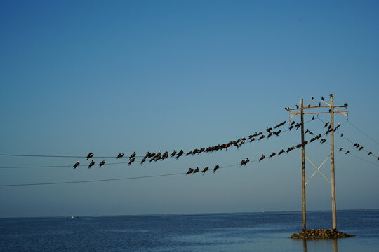 Pajaros_en_alumbrado_campeche