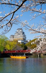 Cherry blossom at Himeji castle-Spring time
