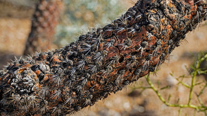 Dry, dessicated branch of a cholla cactus in Saguaro National Park, Arizona shows the effect of the harsh, arid environment