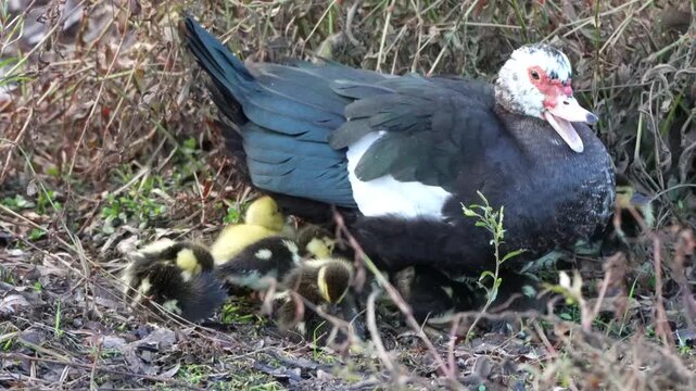 Little baby duck under Mom duck's wing