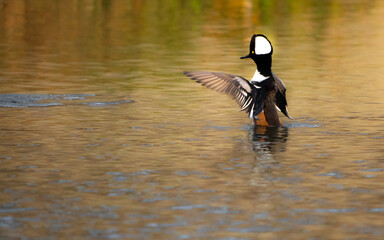 Hooded Mergansers duck on the water