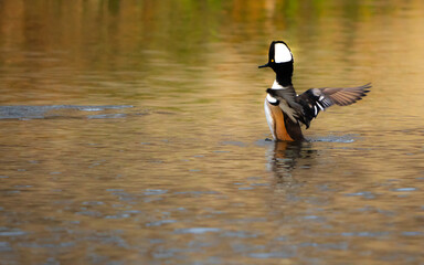 Hooded Mergansers duck on the water