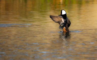 Hooded Mergansers duck on the water